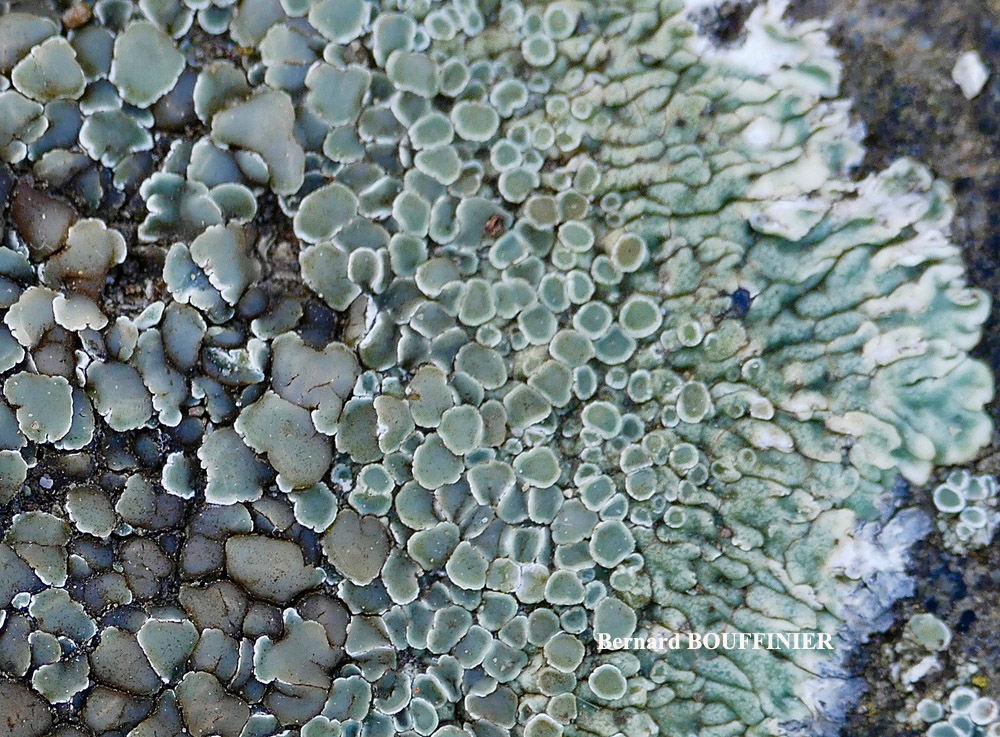 Protoparmeliopsis muralis (Pers.) M. Choisy var. versicolor